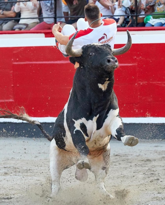 iberianstyle recortando por la vida pasion