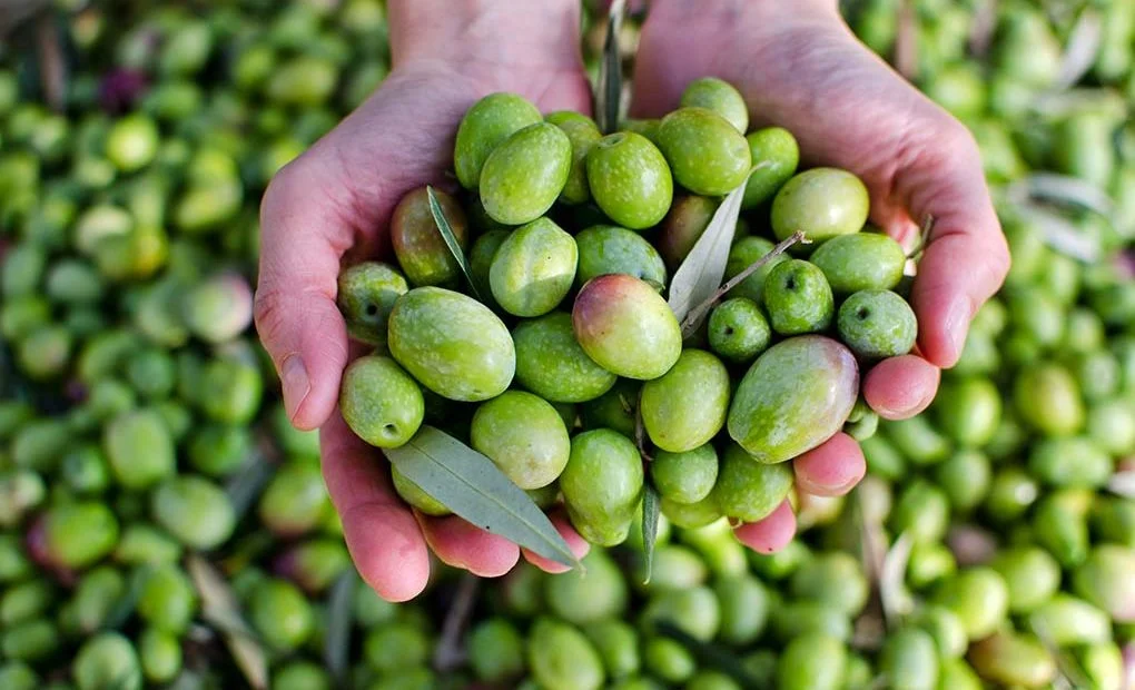Aceitunas de Jaén Aceitunas de Jaén