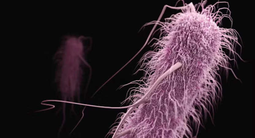 Bacteria microsc&oacute;pica para biorremediaci&oacute;n de residuos radiactivos.