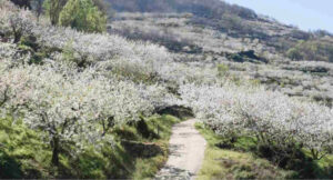 Lee más sobre el artículo LA CEREZA DEL VALLE DEL JERTE