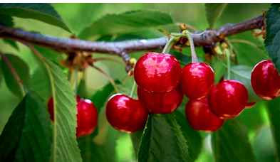 Cereza del Jerte