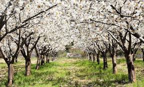 Cerezos en flor Valle del Jerte