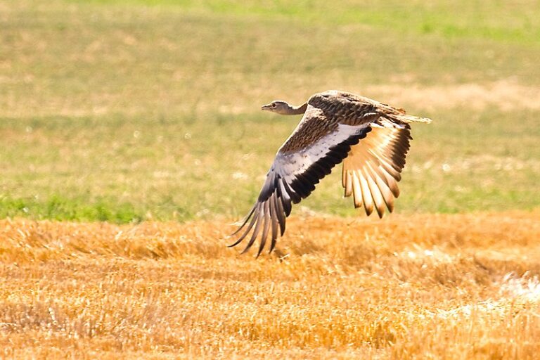Avutarda Volando