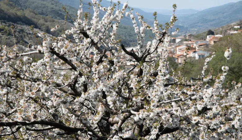 Cerezo en flor
