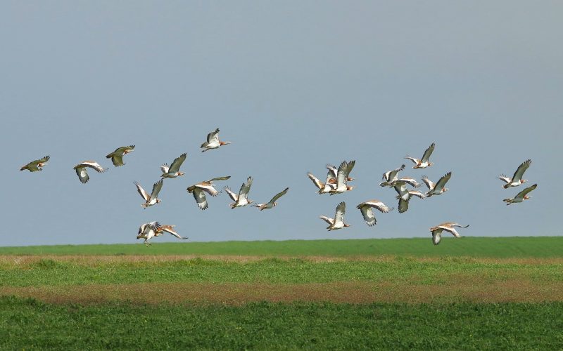 Avutardas al vuelo