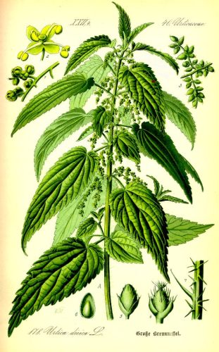 iberianstyle Urtica dioica
